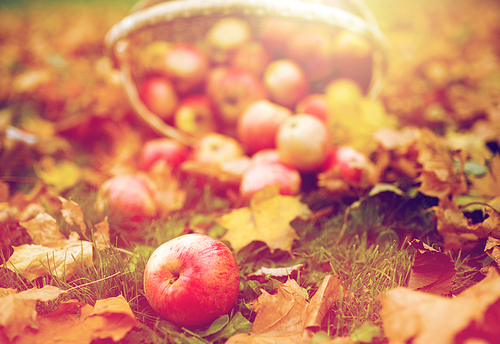 farming, gardening, harvesting and people concept - close up of wicker basket with ripe red apples at autumn garden