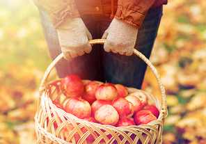 farming, gardening, harvesting and people concept - close up of woman holding basket of apples at autumn garden