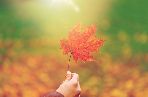 season, nature and people concept - close up of woman hand holding autumn maple leaves