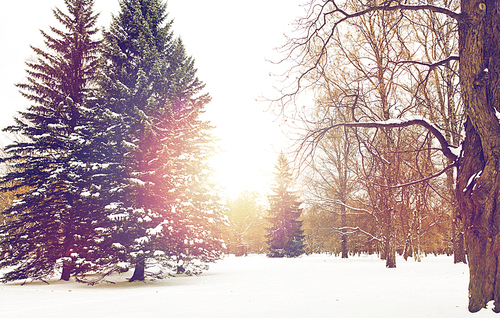 season, nature, landscape and christmas concept - winter forest or park with fir trees and snow