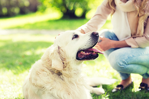 family, pet, animal and people concept - close up of woman with labrador dog on walk in park