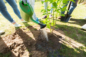 volunteering, charity, people and ecology concept - group of happy volunteers planting and watering tree seedling in park