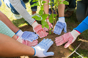 volunteering, charity, people and ecology concept - group of volunteers hands planting tree seedling in park