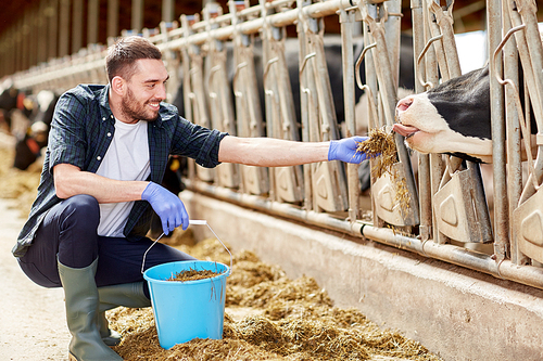 agriculture industry, farming, people and animal husbandry concept - young man or farmer with bucket of hay feeding cows in cowshed on dairy farm