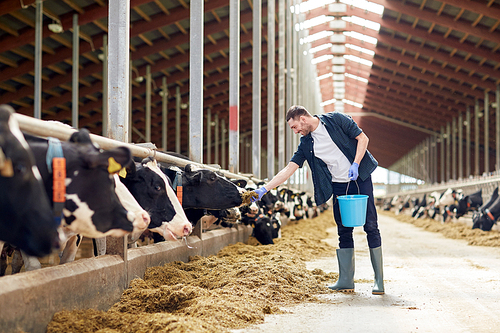 agriculture industry, farming, people and animal husbandry concept - young man or farmer with bucket of hay feeding cows in cowshed on dairy farm