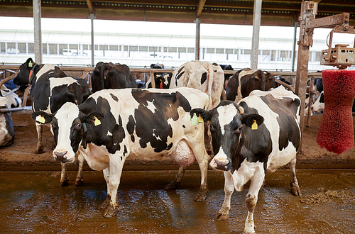 agriculture industry, farming and animal husbandry concept - herd of cows washing on dairy farm