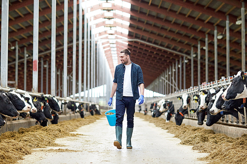 agriculture industry, farming, people and animal husbandry concept - happy young man or farmer with bucket of hay walking along cowshed and cows on dairy farm