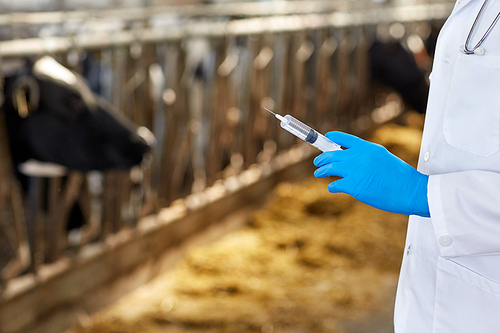 agriculture industry, farming, medicine, animal vaccination and people concept - veterinarian or doctor hand with vaccine in syringe at cowshed on dairy farm