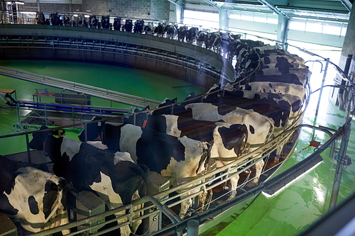 agriculture industry, farming and animal husbandry concept - process of milking cows at rotary parlour system on dairy farm