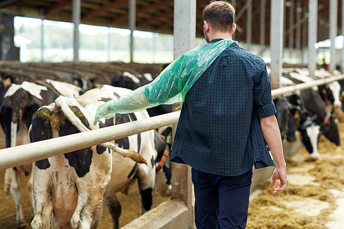 agriculture industry, farming, people and animal husbandry concept - man or farmer in veterinary glove with herd of cows in cowshed on dairy farm