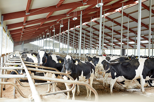 agriculture industry, farming and animal husbandry concept - herd of cows in cowshed stable on dairy farm