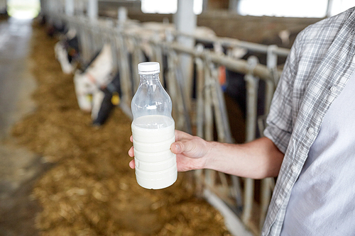 agriculture industry, farming, people and animal husbandry concept - close up of young man or farmer with cows milk in bottle at cowshed on dairy farm