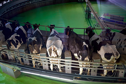 agriculture industry, farming and animal husbandry concept - process of milking cows at rotary parlour system on dairy farm