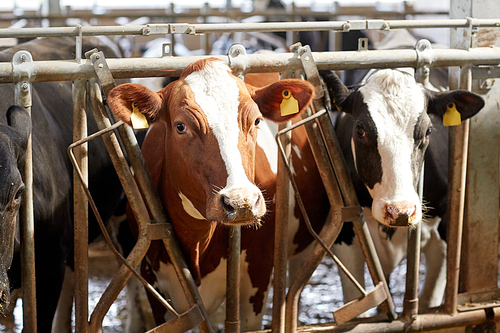 agriculture industry, farming and animal husbandry concept - herd of cows in cowshed on dairy farm