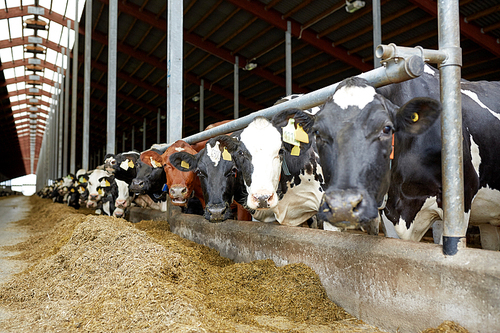 agriculture industry, farming and animal husbandry concept - herd of cows in cowshed on dairy farm