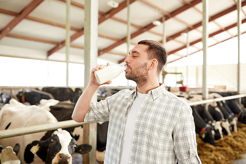 agriculture industry, farming, people and animal husbandry concept - happy young man or farmer drinking cows milk from bottle in cowshed on dairy farm