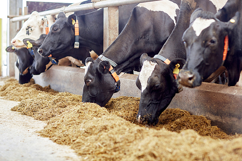 agriculture industry, farming and animal husbandry concept - herd of cows eating hay in cowshed on dairy farm