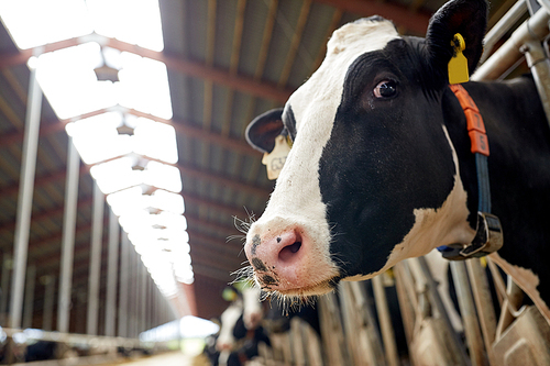 agriculture industry, farming and animal husbandry concept - herd of cows in cowshed on dairy farm