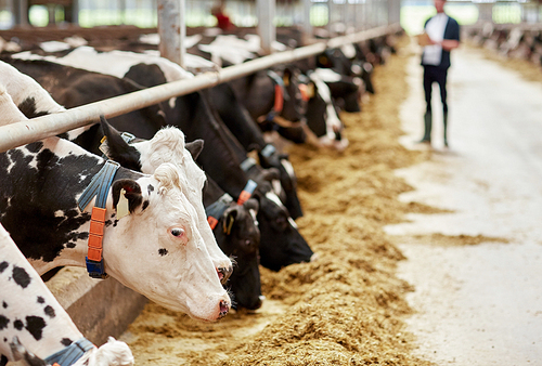 agriculture industry, farming and animal husbandry concept - herd of cows eating hay in cowshed on dairy farm