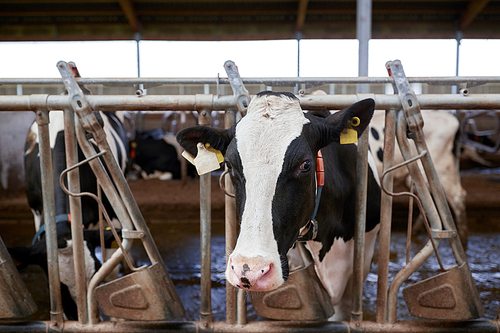 agriculture industry, farming and animal husbandry concept - herd of cows in cowshed on dairy farm