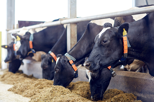 agriculture industry, farming and animal husbandry concept - herd of cows eating hay in cowshed on dairy farm