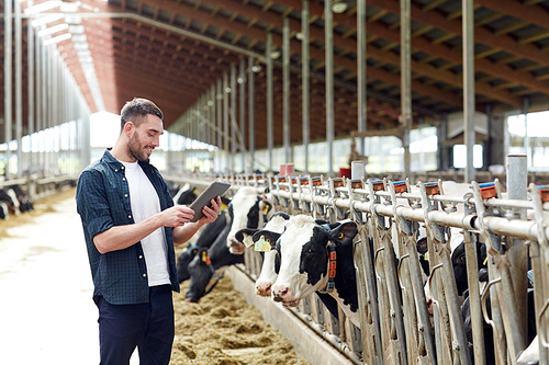 agriculture industry, farming, people, technology and animal husbandry concept - young man or farmer with tablet pc computer and cows in cowshed on dairy farm