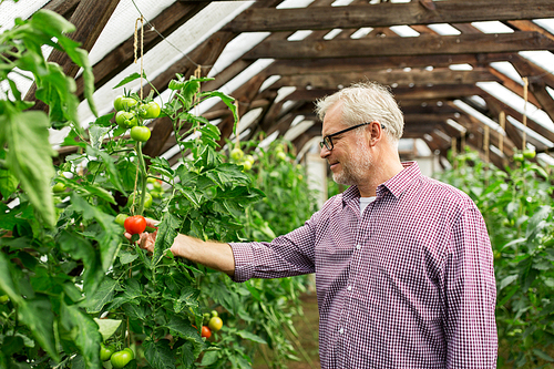 farming, gardening, agriculture, old age and people concept - senior man or farmer growing tomatoes at greenhouse on farm