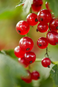 nature, botany, gardening and flora concept - red currant bush at summer garden branch