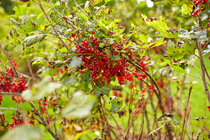 nature, botany, gardening and flora concept - red currant bush at summer garden