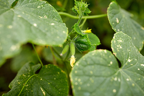 vegetable, gardening and farming concept - close up of cucumber growing at garden