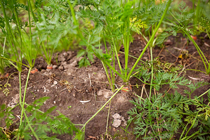 vegetable, gardening and farming concept - carrots growing on summer garden bed