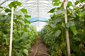 vegetable, gardening and farming concept - cucumber seedlings growing at greenhouse