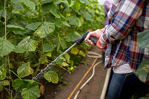 farming, gardening, agriculture and people concept - farmer with garden hose watering cucumber seedlings at farm greenhouse