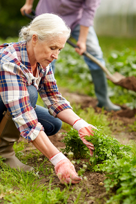 farming, gardening, agriculture and people concept - happy senior couple working in garden at summer farm