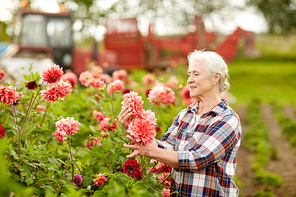 farming, gardening and people concept - happy senior woman with dahlia flowers blooming at summer garden