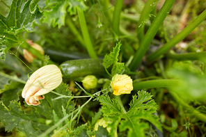 vegetable, gardening and farming concept - squashes at summer garden bed