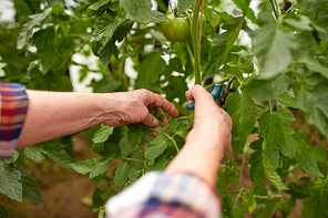 farming, gardening, agriculture, harvest and people concept - hands of senior farmer with secateurs at farm greenhouse