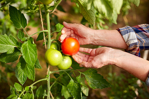 farming, gardening, agriculture, harvest and people concept - hands of senior farmer picking tomatoes at farm greenhouse