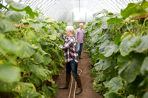 farming, gardening, agriculture and people concept - happy senior couple working at farm greenhouse