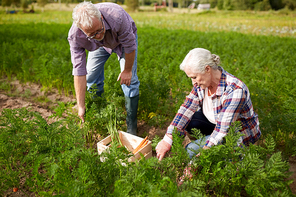 farming, gardening, agriculture, harvesting and people concept - senior couple with box picking carrots at farm garden