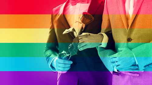 people, homosexuality, same-sex marriage and love concept - close up of happy male gay couple with red rose flower holding hands on wedding over rainbow flag stripes background