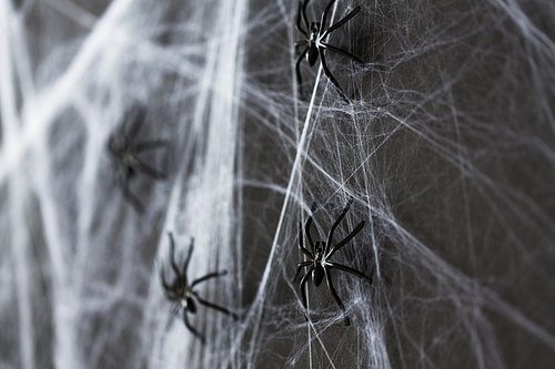 halloween, decoration and scary concept - black toy spider on artificial cobweb