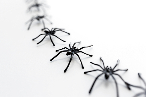 halloween and decoration concept - black toy spiders chain over white background
