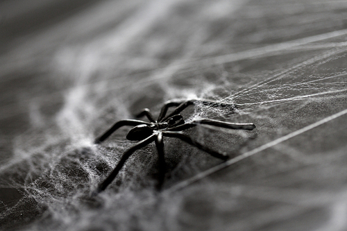 halloween, decoration and horror concept - black toy spider on artificial cobweb