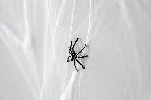 halloween and decoration concept - black toy spider on artificial cobweb