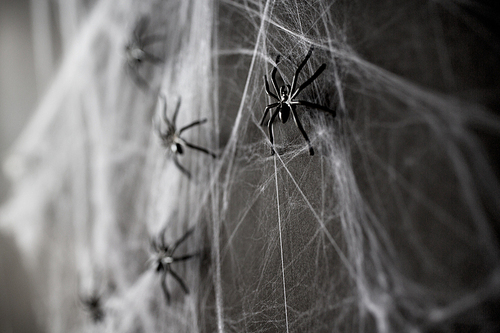 halloween, decoration and horror concept - black toy spiders on artificial cobweb