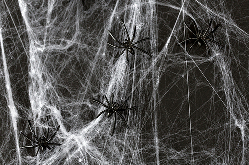 halloween, decoration and horror concept - black toy spiders on artificial cobweb