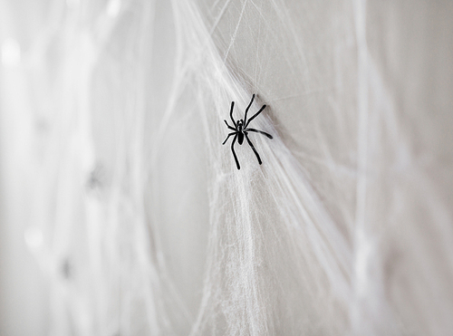 halloween and decoration concept - black toy spiders on artificial cobweb