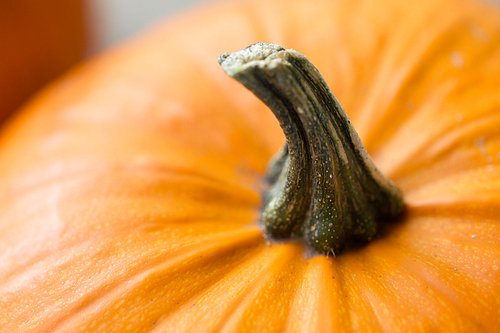 close up of pumpkin