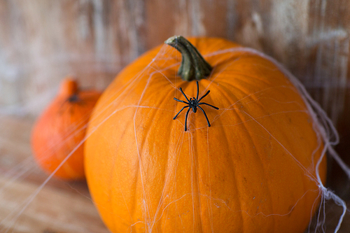 halloween and holidays concept - pumpkins with spiders and cobweb